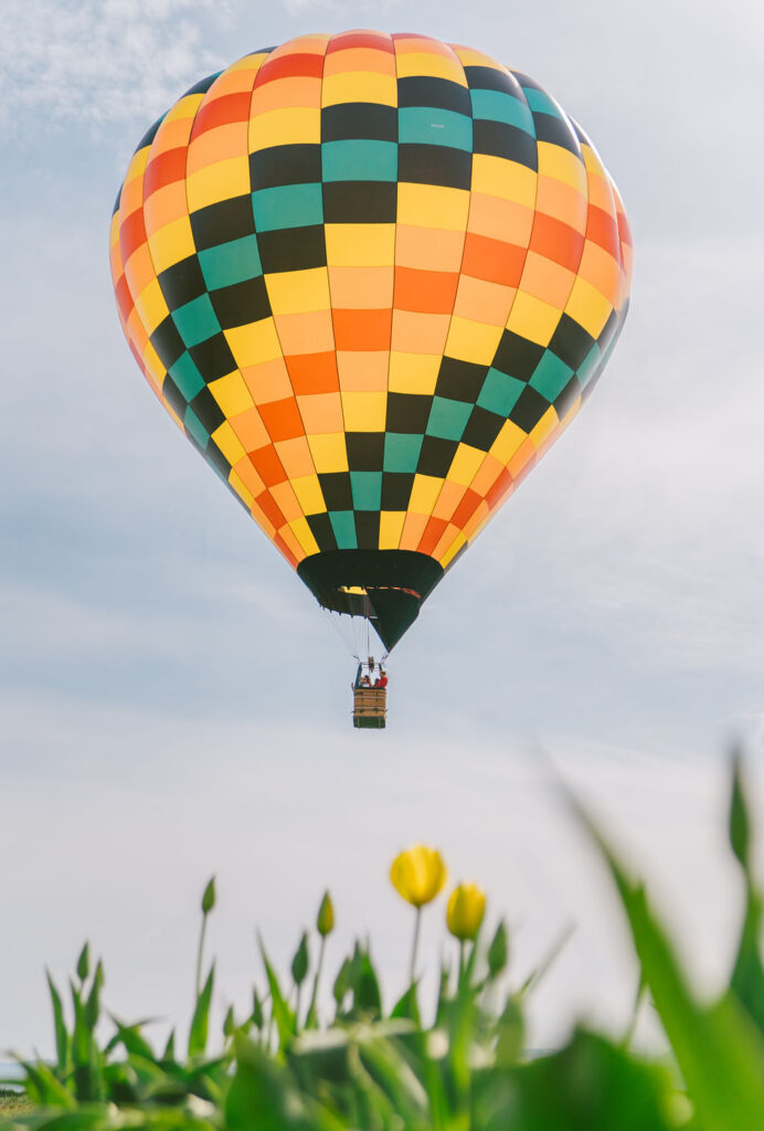 bright yellow hot air balloon at the tulip field 