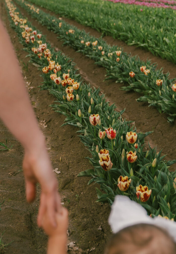 mom holding daughters hand at the tulip fields